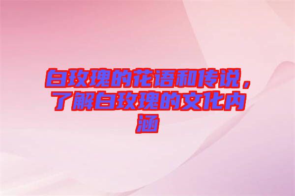 白玫瑰的花語(yǔ)和傳說(shuō)，了解白玫瑰的文化內(nèi)涵