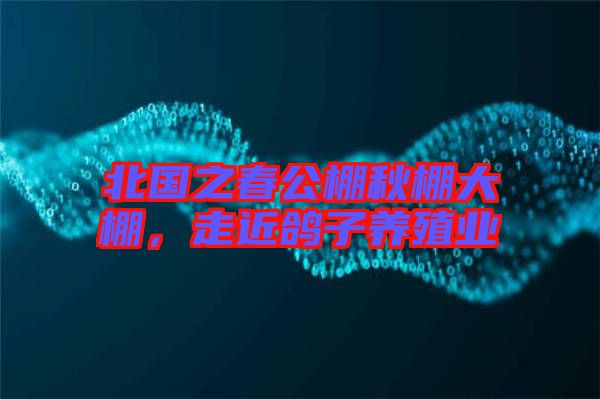 北國之春公棚秋棚大棚，走近鴿子養(yǎng)殖業(yè)