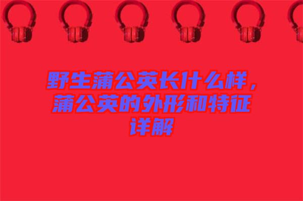 野生蒲公英長什么樣，蒲公英的外形和特征詳解